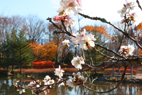 駒ヶ根市文化会館で秋に咲いた桜