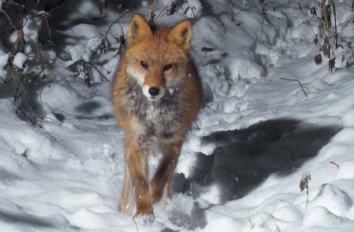雪原を歩く狐