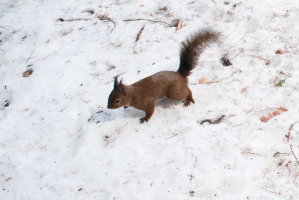 白雪パレットで動物の足跡を探す 宮崎学フォトエッセイ 森の動物日記
