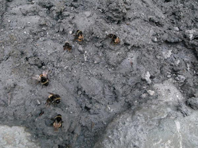オオマルハナバチが列をつくってシカの尿がしみた土を吸う。